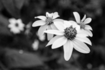 Belleza floral en blanco y negro (Fam. Compositae), Huasteca Potosina.