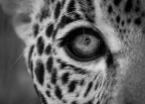 La mirada silvestre: Jaguar (Panthera onca), cautiverio. Huixquilucan, Estado de México.